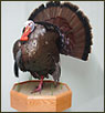 Turkey Taxidermy