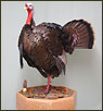 Turkey Taxidermy