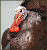 Turkey Taxidermy