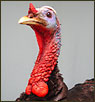 Turkey Taxidermy