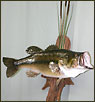 Fish Taxidermy