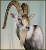 Exotics Taxidermy