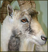 Exotics Taxidermy