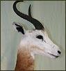 Exotics Taxidermy