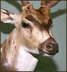 Exotics Taxidermy