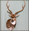 Exotics Taxidermy