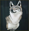 Mammal Taxidermy