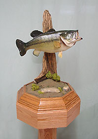 taxidermy fish