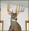 taxidermy deer for sale