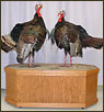 Taxidermy turkeys for sale