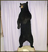 Taxidermy bear for sale