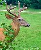 Whitetail Taxidermy