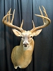 Whitetail Taxidermy