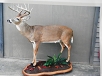 Whitetail Taxidermy