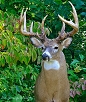 Whitetail Taxidermy