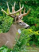 Whitetail Taxidermy