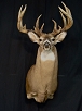 Whitetail Taxidermy