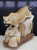 Mammal Taxidermy