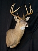 Whitetail Taxidermy