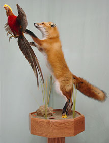 taxidermy small game