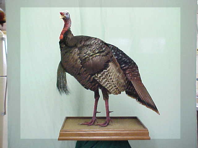 Turkey Taxidermy