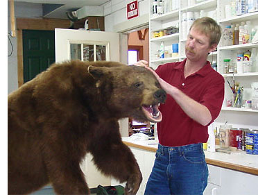 Zanesville, Ohio taxidermist Dan Jennings at work